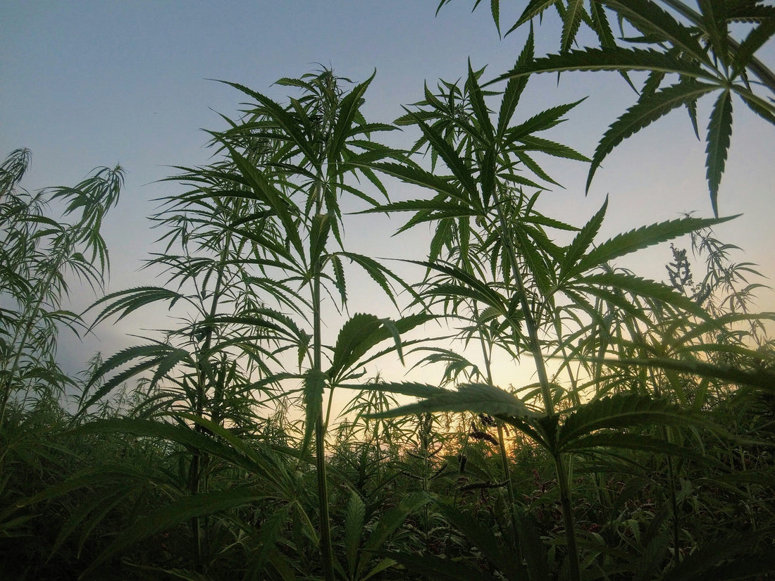 CBD en de kracht van de vezelhennep