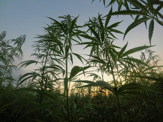 CBD en de kracht van de vezelhennep
