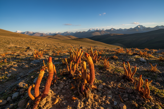 Cordyceps: De Natuurlijke Energiebron uit de Hoogvlaktes