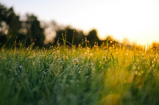 De Essentie in een Druppel: De Tijdloze Kracht van Natuurlijke Extracten