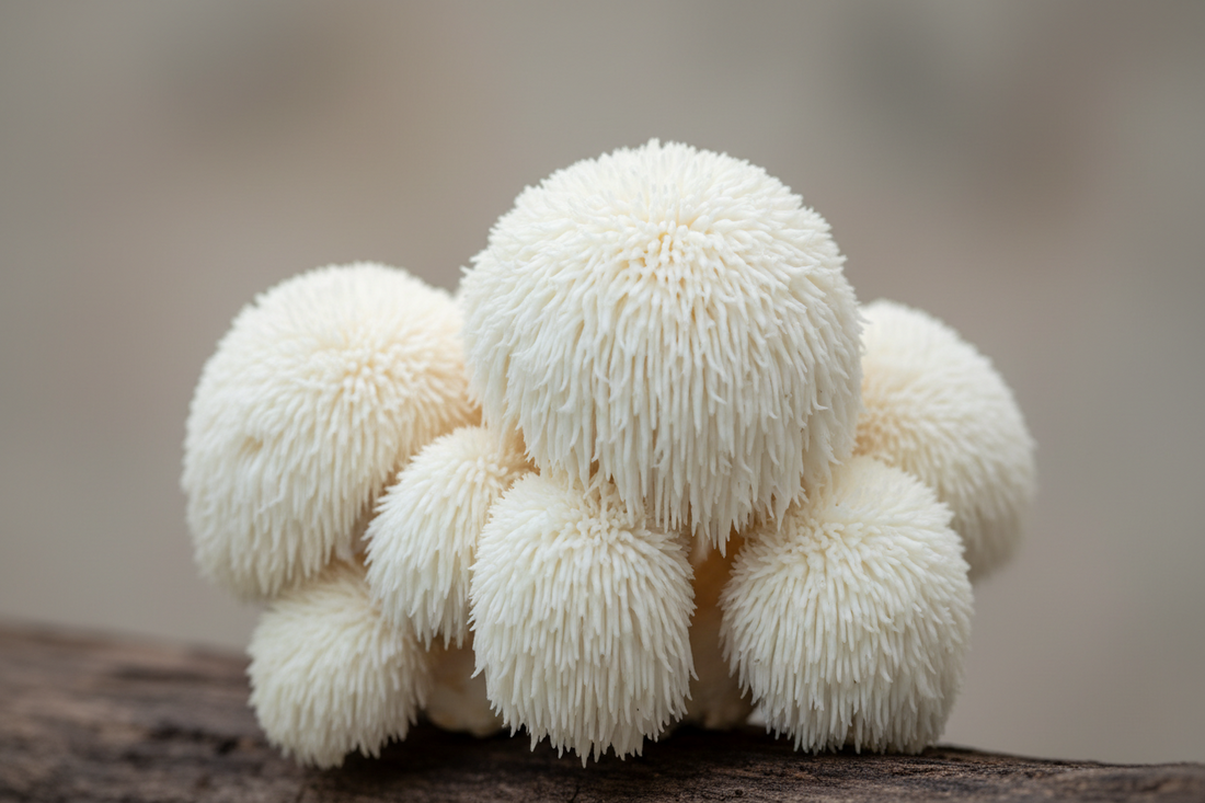 Lion’s Mane: De Architect van Mentale Helderheid